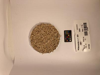 Click for 1 image(s) for this accession. SEED